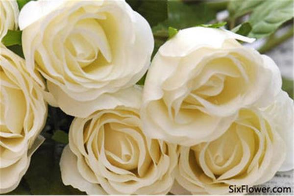 三朵花白玫瑰的花语和寓意,红玫瑰的花语和含义