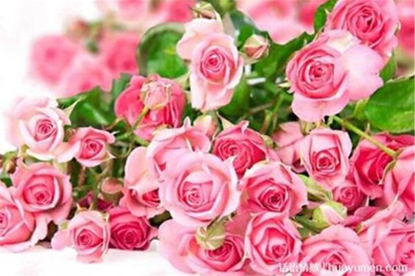 红玫瑰和粉玫瑰哪个好,适合送男生花和花?