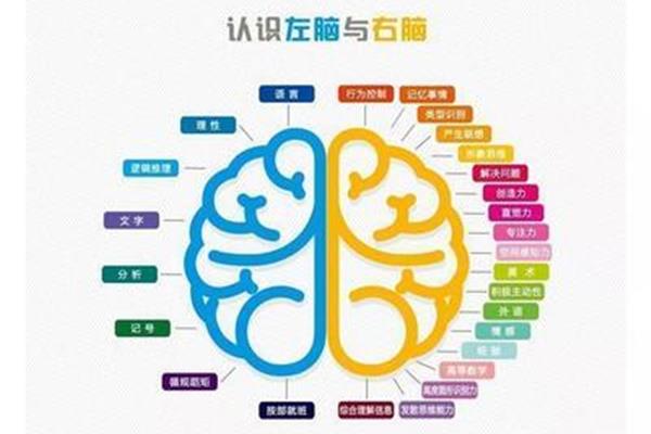 右脑发达和左脑发达哪个更聪明?30种大脑训练方法
