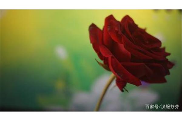 卡布奇诺玫瑰花语和粉红玫瑰花语是什么意思?