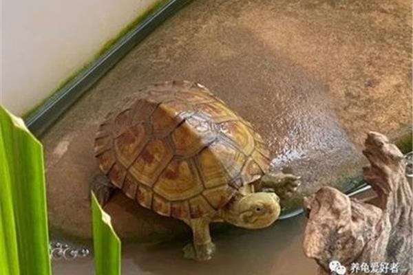 降低海龟敏感度的训练方法有哪些,如何降低GT敏感度?