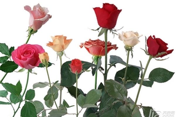什么颜色的玫瑰代表爱情,什么花适合做客厅花瓶?