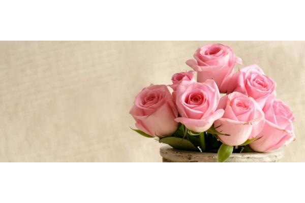 52朵粉色玫瑰花语是什么,粉色梅花玫瑰花语