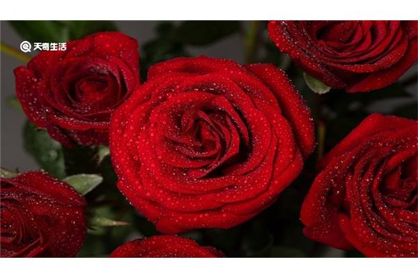 红色玫瑰花代表什么意思、粉色玫瑰花代表什么意思