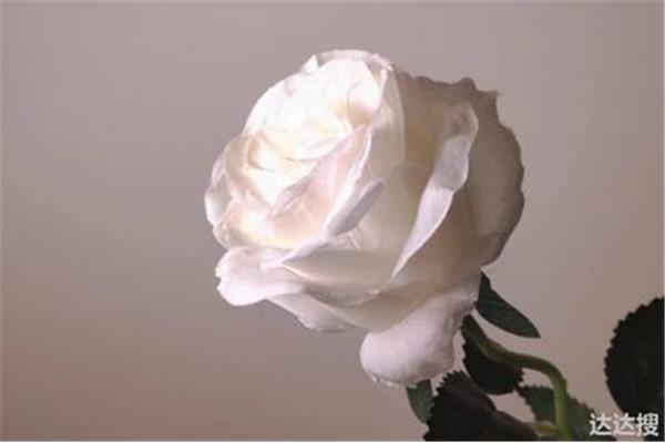 男生送白玫瑰是表白吗?给女生送白玫瑰是什么意思?