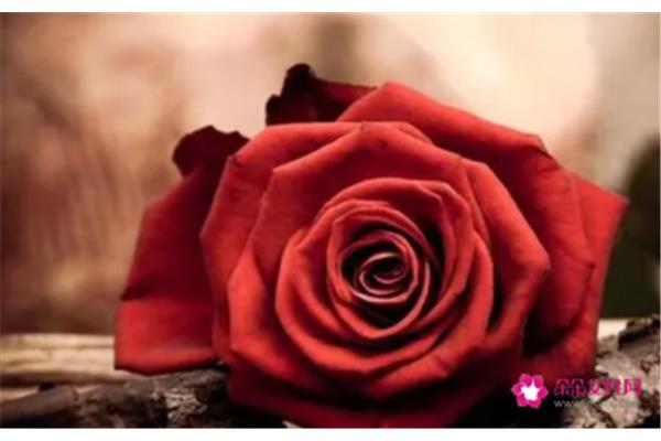 女人喜欢玫瑰花的唯美句子形容红色玫瑰花的唯美句子