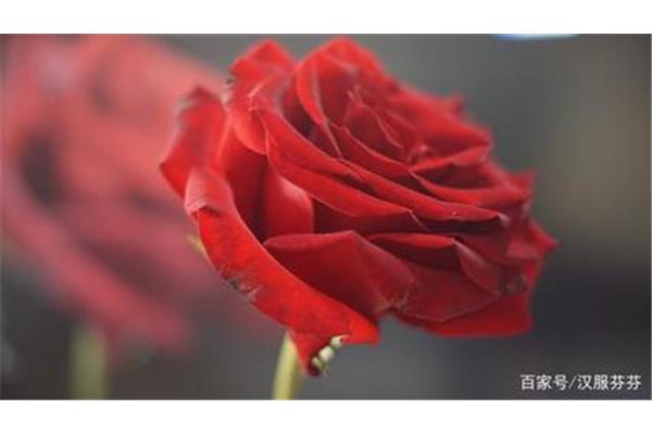 粉玫瑰的花语象征和寓意,黑玫瑰的花语和象征寓意