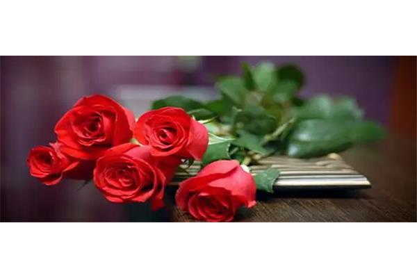 关于玫瑰的诗,关于玫瑰美丽绽放的诗