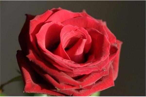高原红玫瑰的寓意,张爱玲白玫瑰红玫瑰的寓意
