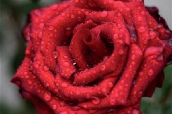 玫瑰的含义和象征,29朵红玫瑰的花语是什么?