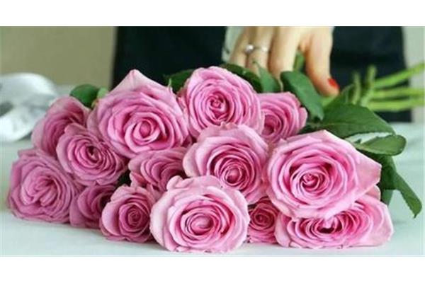 玫瑰的花语和含义,粉色玫瑰的图片
