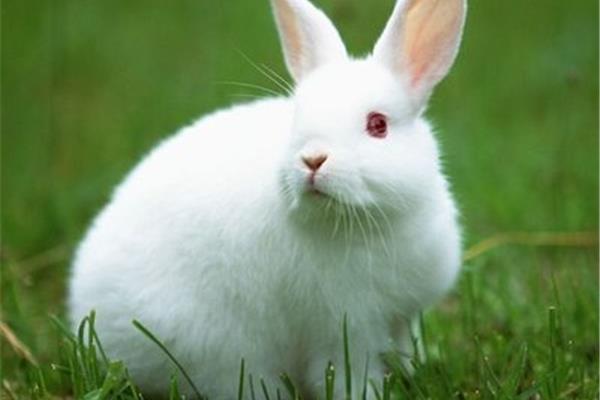 你说吃兔子是什么意思?你怎么能让底部变成粉红色?