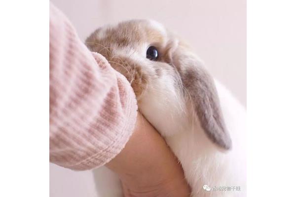 兔子的鼻子对公兔发情的症状敏感吗?