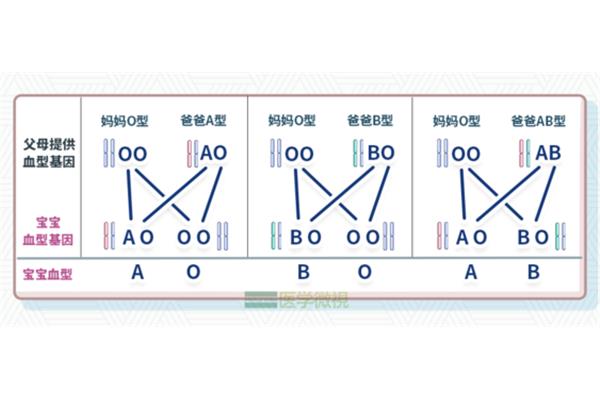 ABO 血型遗传规律表,儿童和父母血型匹配表