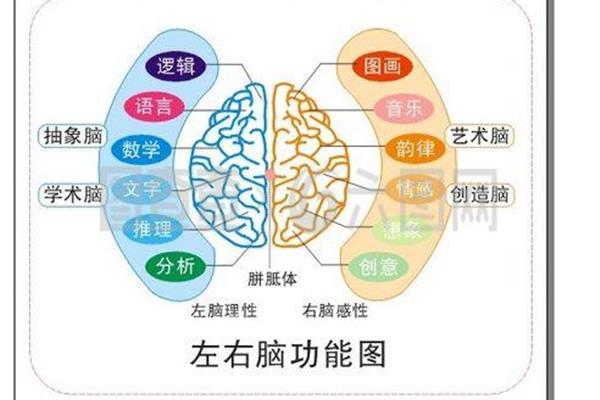 人体左右脑的功能和左脑、右脑分别控制什么?