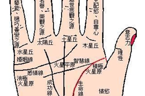 女孩右手三条线插图,免费扫描看手相