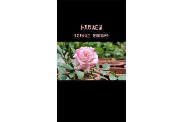 关于玫瑰的诗泰戈尔,赞美九朵玫瑰的诗