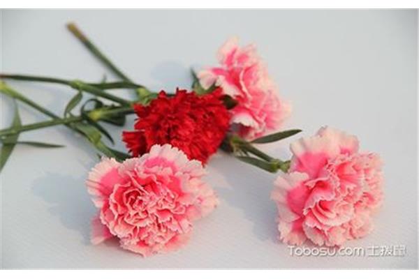 粉色康乃馨代表什么,老公送老婆礼物康乃馨代表什么