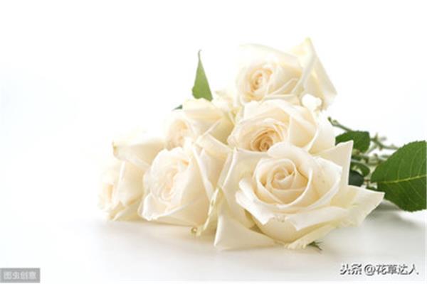 白玫瑰的花语和象征意义