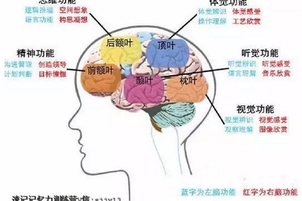 开发右脑的八种方法