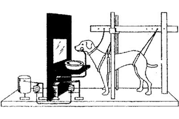巴甫洛夫的狗敲钟实验,心理学公式叮当作响巴甫洛夫的狗