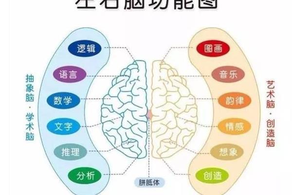 右脑和左脑的功能分别是什么,左脑和右脑分别控制什么?