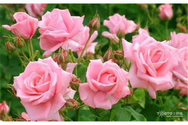 玫瑰的颜色和意义是完整的送几朵玫瑰是什么意思?
