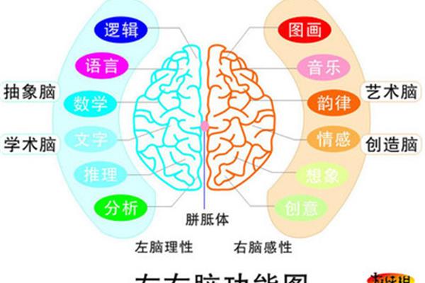 如何判断是左脑型还是右脑型